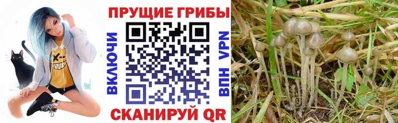 дарнет шоп  Кинель  Галлюциногенные грибы MAGIC MUSHROOMS 